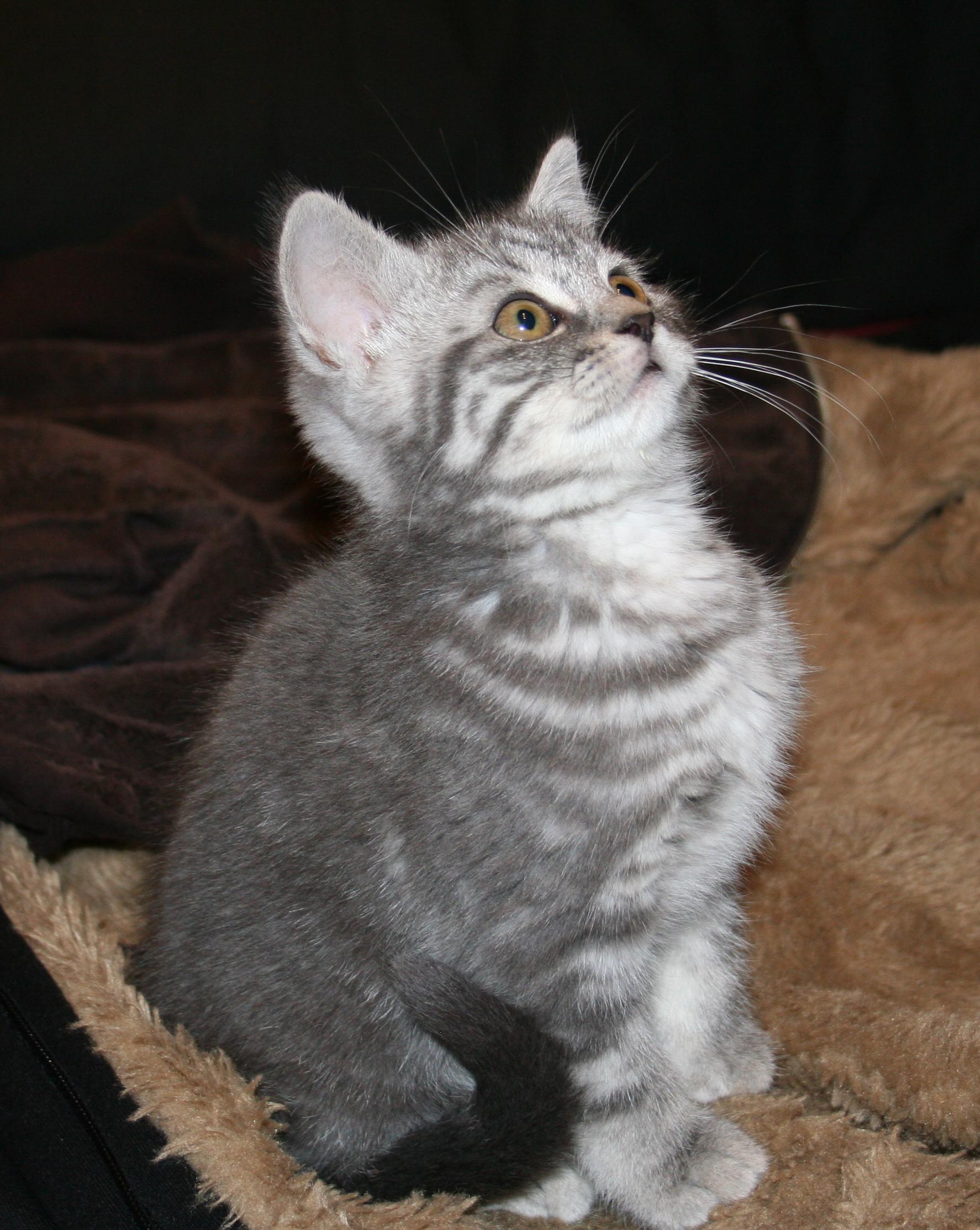 Niezbędna jest zbilansowana dieta kotka