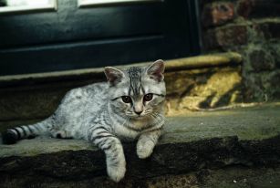 Pasożyty zewnętrzne wpływają również na twoje zdrowie