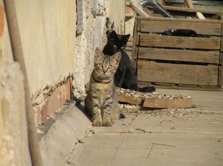 Niewydolność nerek