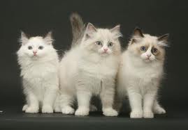 Tęskniła za tym & # 8230;