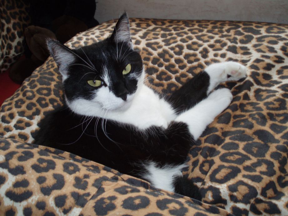 Opieka nad ciężarnym kotem