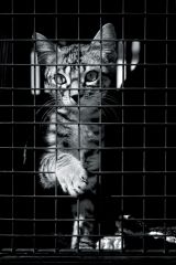 Lepszy świat dla zwierząt