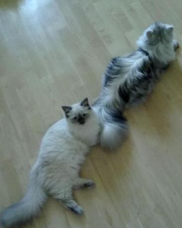 Szczepienia i medycyna homeopatyczna