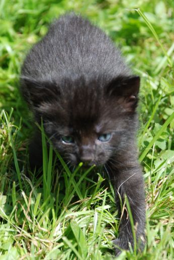 Przyjmowanie zwierząt ze schronisk