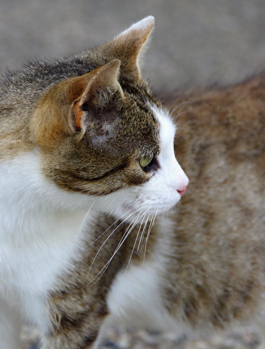 Konkurs plastyczny z motywem kota