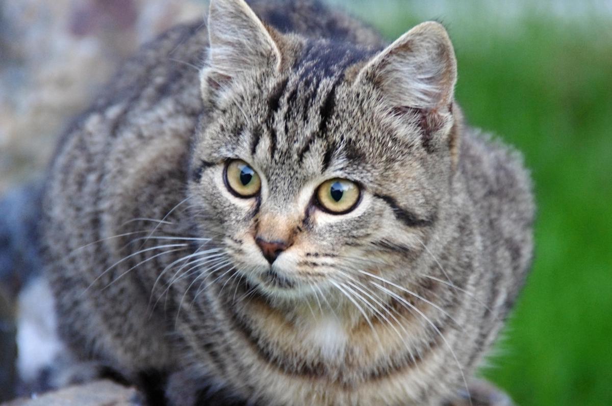 Operacja i medycyna homeopatyczna