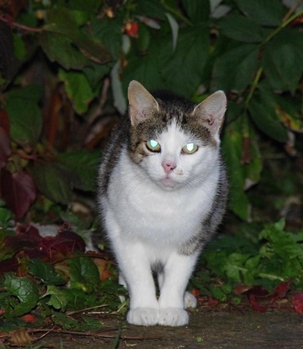 Reakcja na trzęsienie ziemi