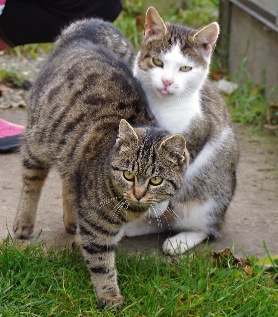 Język ciała i mimika