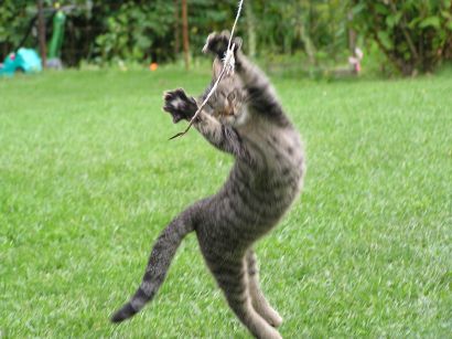 Chcieli zabić Mikeša