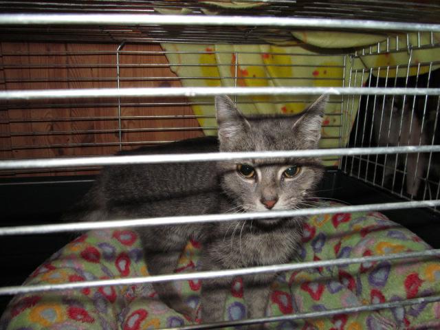 Na skrzydłach aniołów - 1 vol