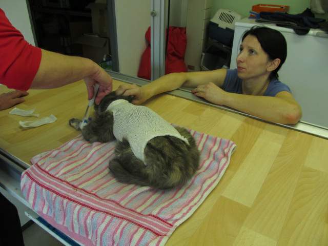 Do widzenia, Kyarinka