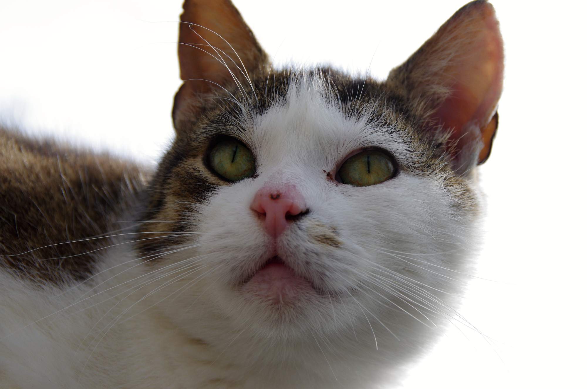 Zapalenie przewodu słuchowego