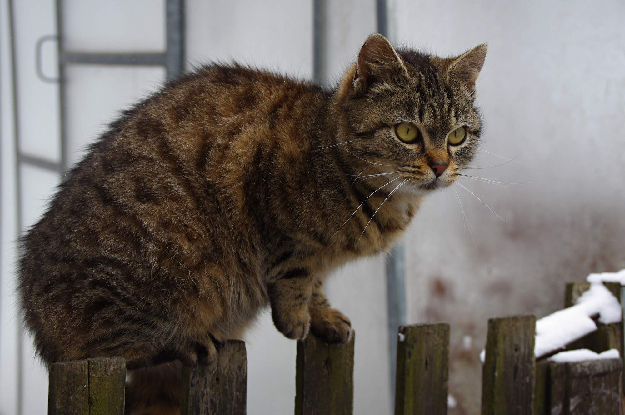Tasiemiec, to paskudne słowo