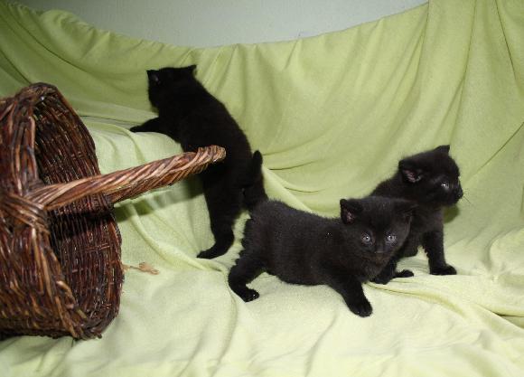 Wiosna kartkę z życzeniami dla kotów i kociąt