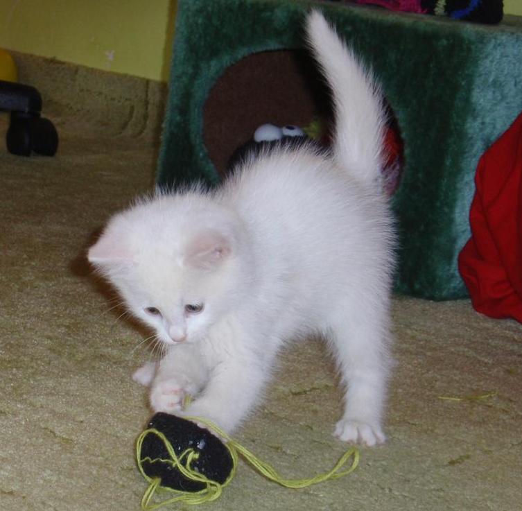 Wspólna historia (nie) zwykłego kota