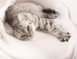 Według gustów kota