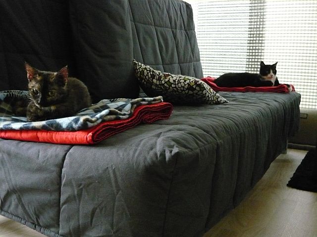 Zapoznanie dwóch kotów