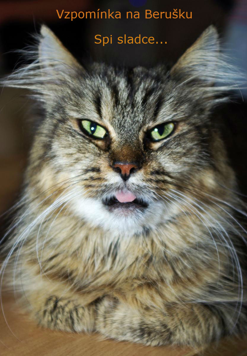 Pożegnanie z ukochaną Biedronką