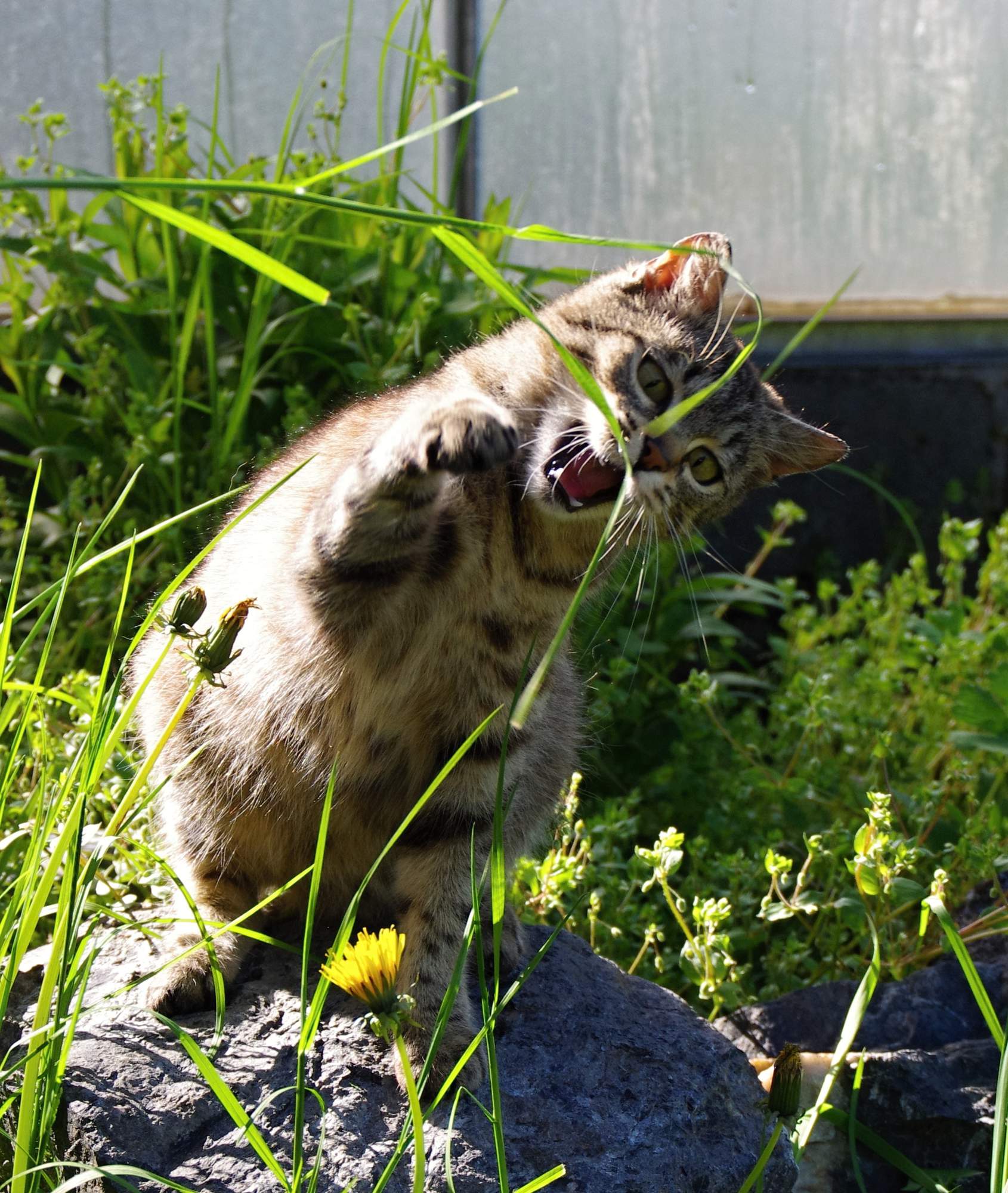 O pasożytach wewnętrznych w oczach lekarza weterynarii