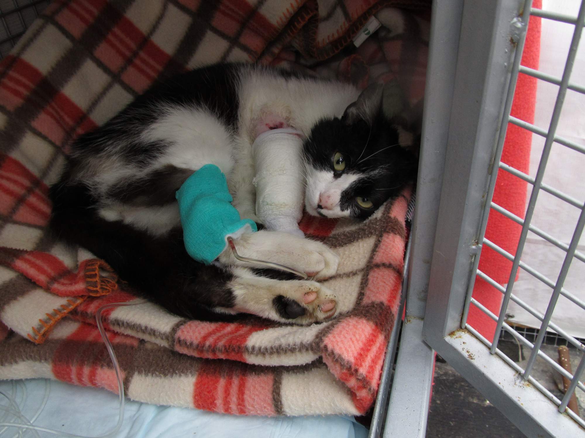 Pożegnanie z Ignacym