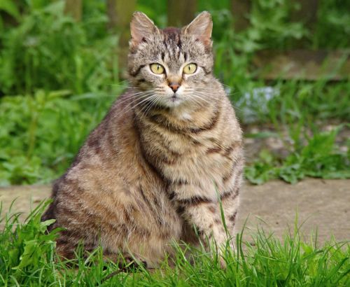 Lękliwość i homeopatia