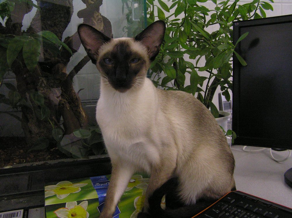 Czy powód otagowania psa?