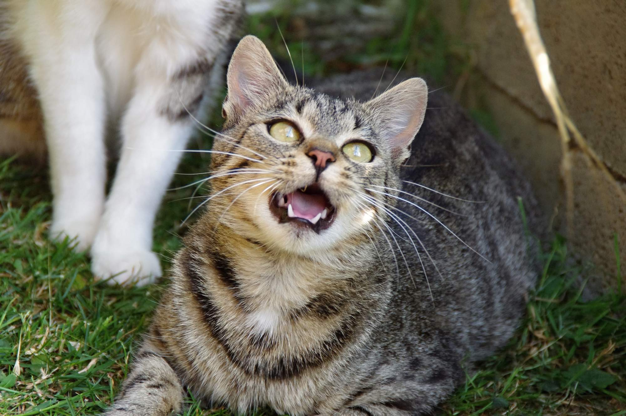 Wirtualna adopcja & # 8211; pomożesz