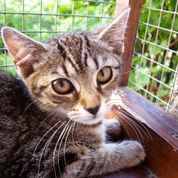 Zaproszenie: Wystawa bezdomnych kotów