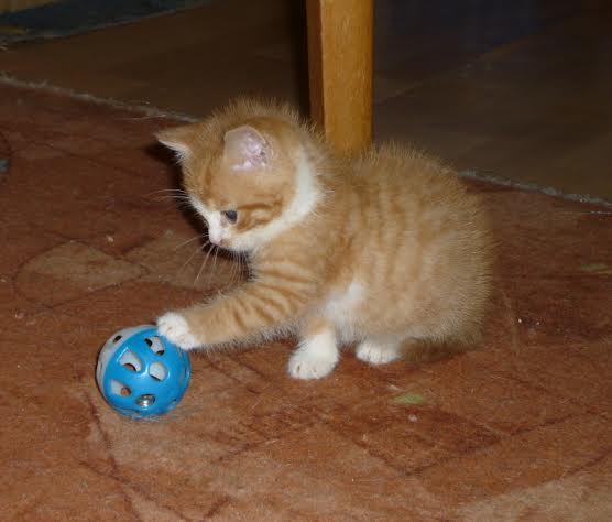 Zaproszenie: Mała wystawa porzuconych kotów