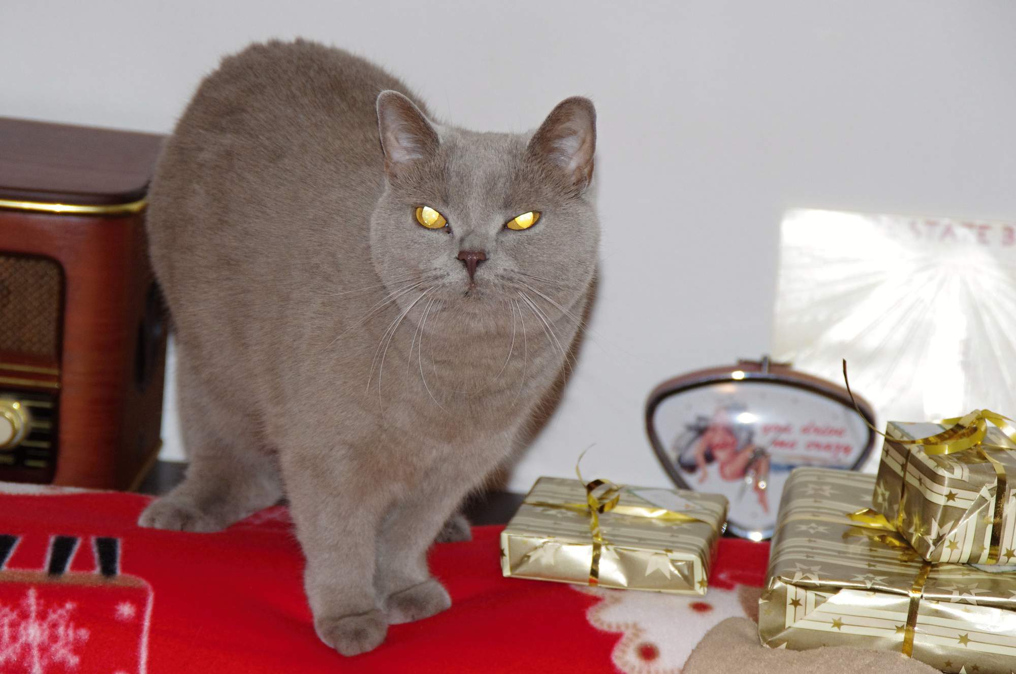 Wskazówki na prezenty świąteczne dla kotów