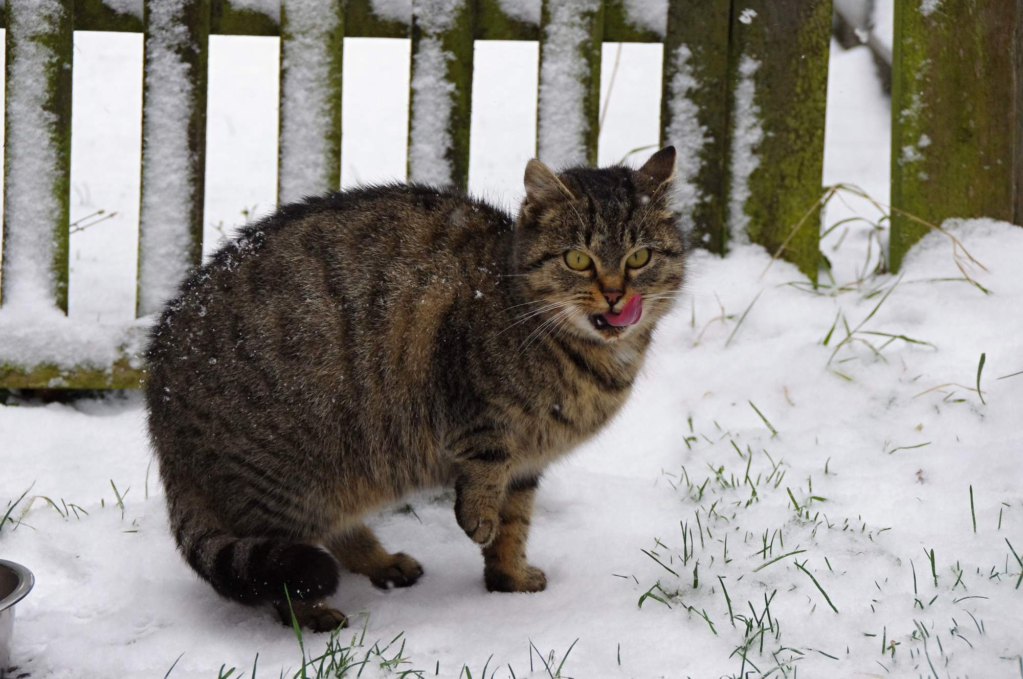 Agresja i homeopatia