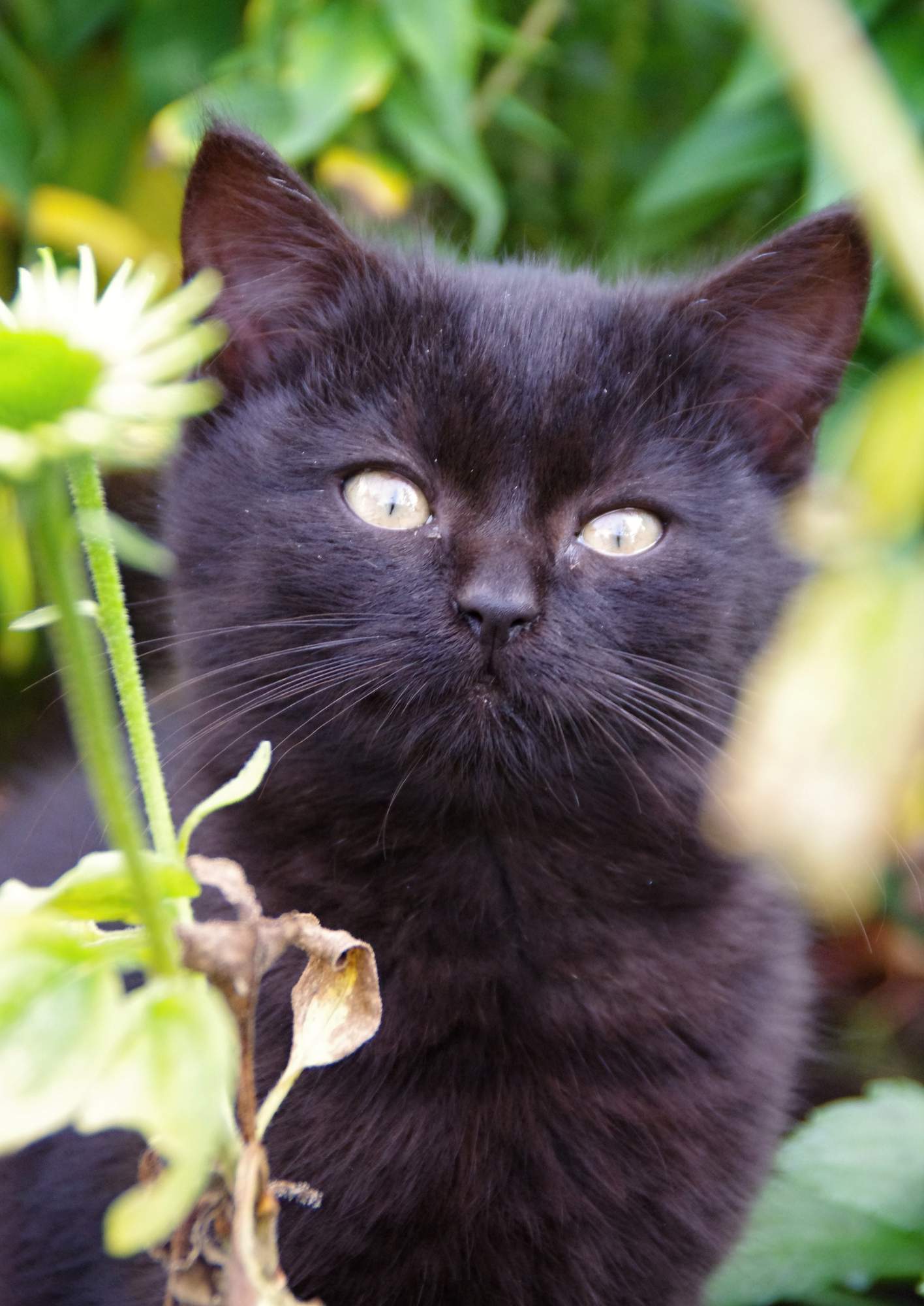 Schroniska otrzymały jedzenie