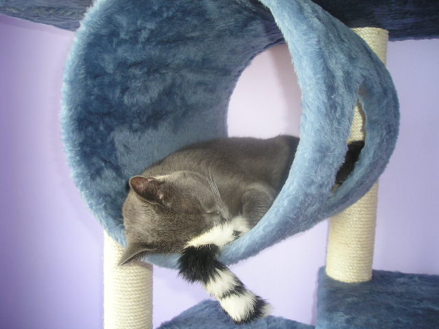 Zanieczyszczony kotek