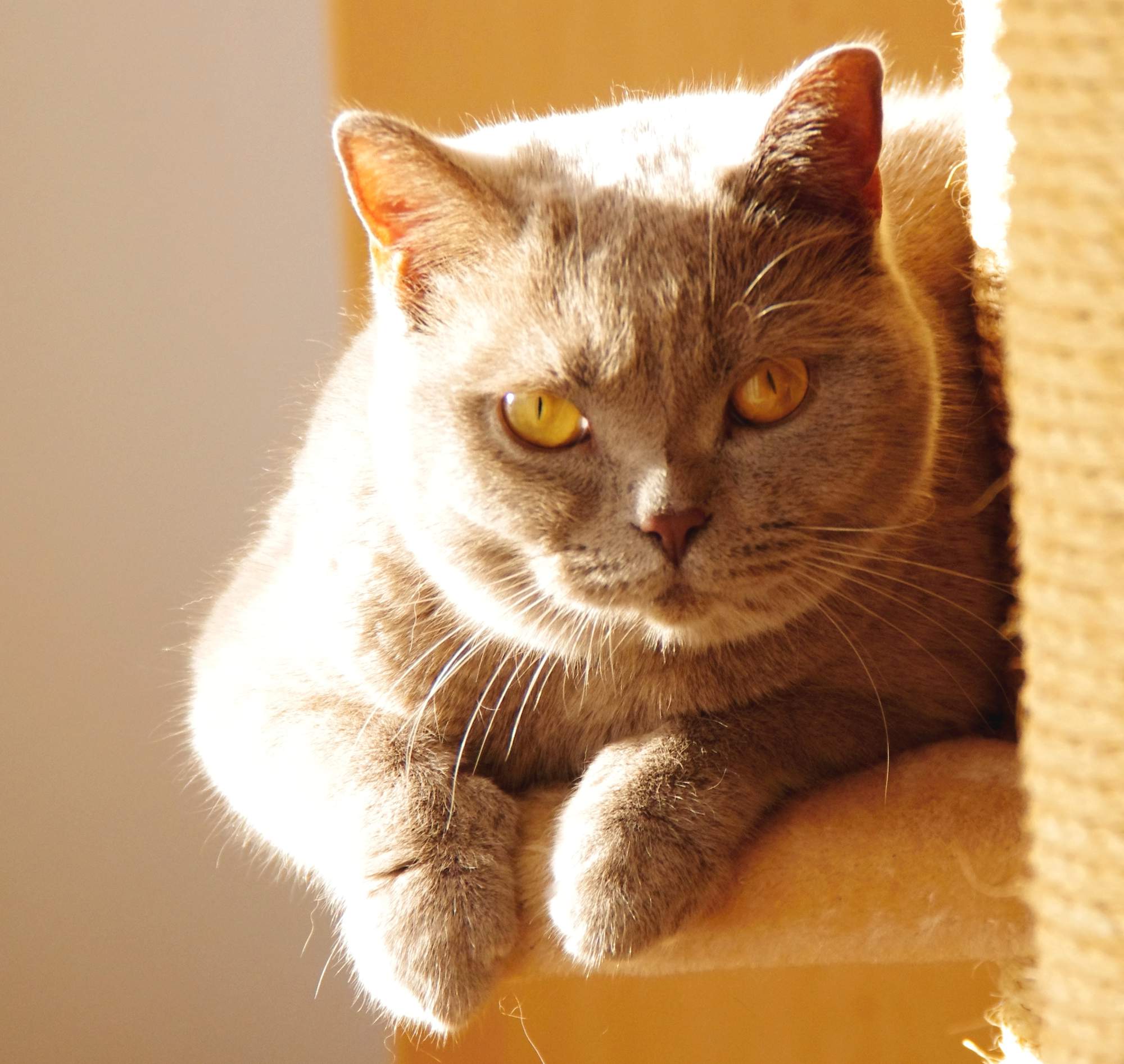 Klinika przyjazna dla kotów