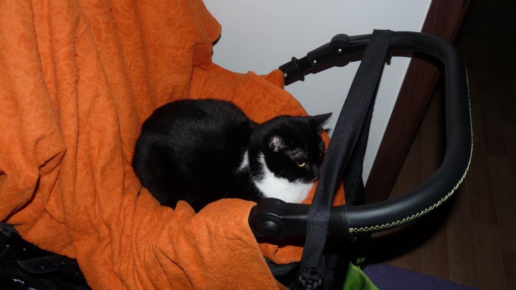 Mówienie jednego kota