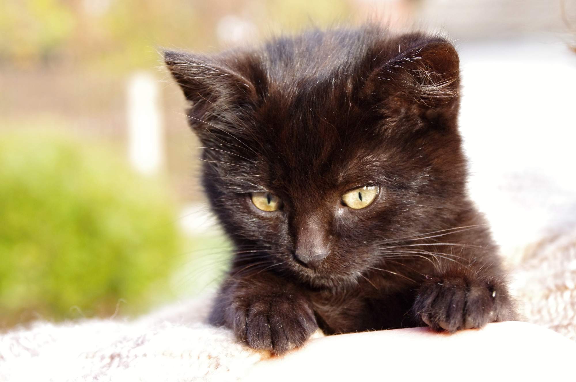 Koty dostają ponad półtora miliona