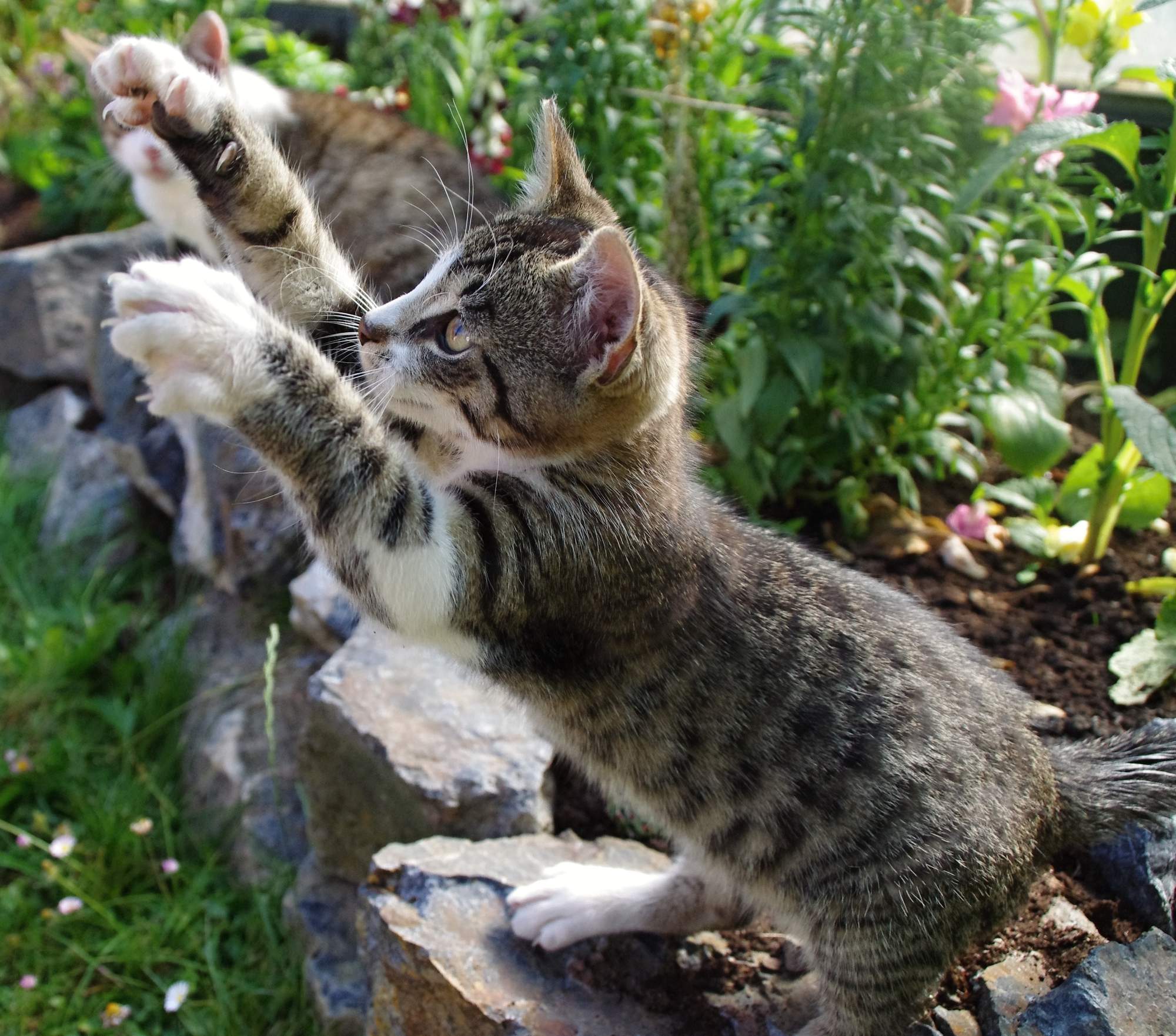 Cryptorchism & # 8211; możliwe rozwiązanie?