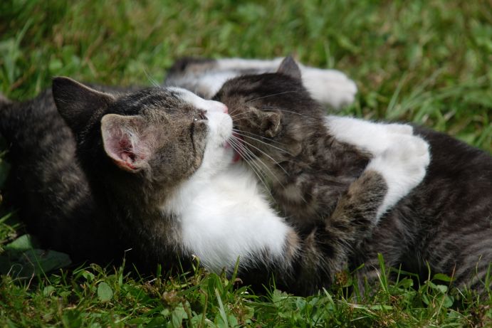 Wrodzone instynkty kociąt