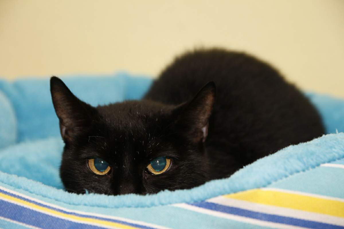 Pożegnanie z ukochaną Klejką