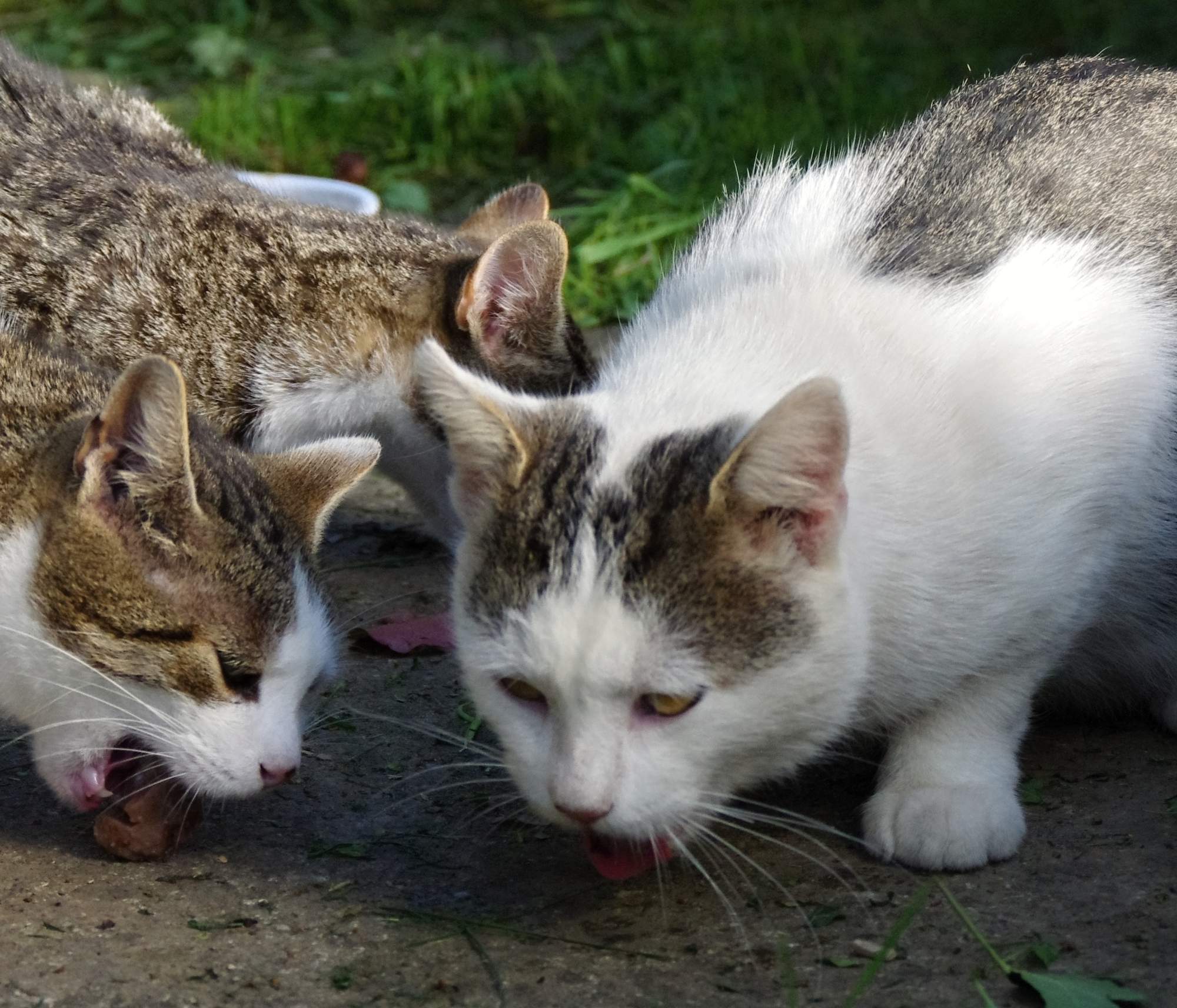 Kolekcja świąteczna - Dziękujemy za wsparcie