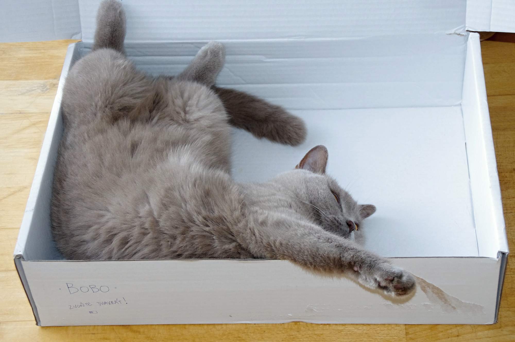 Skąd wiesz, że kot jest w stresie?