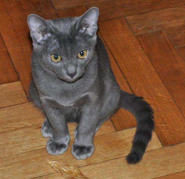 Chłopiec podczas głaskania