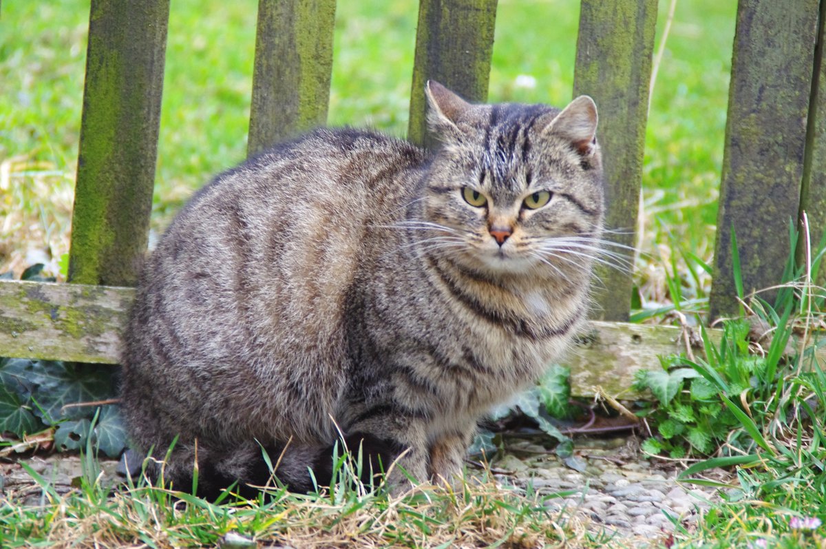 Kiedy kot osiąga starość
