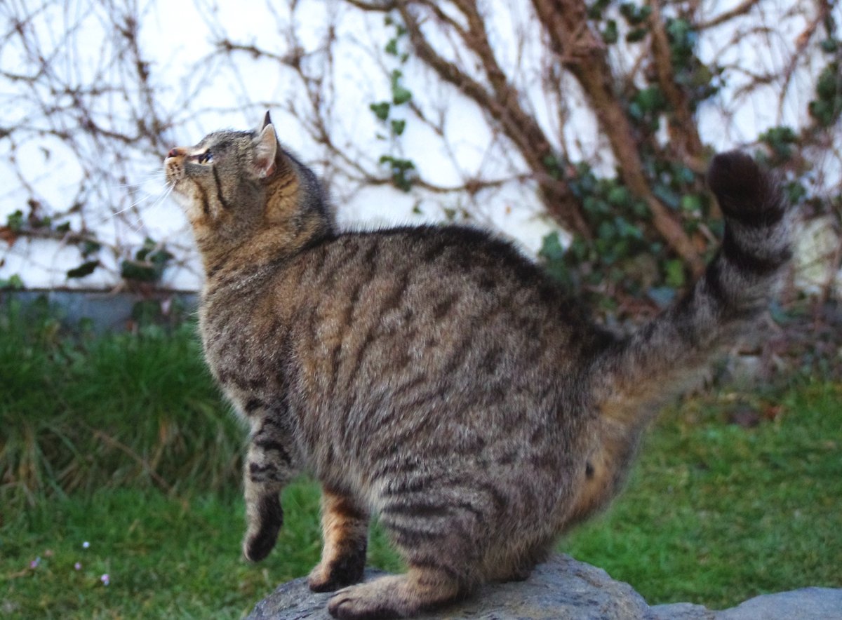 Kleszcze są tutaj, chroń swojego kota!