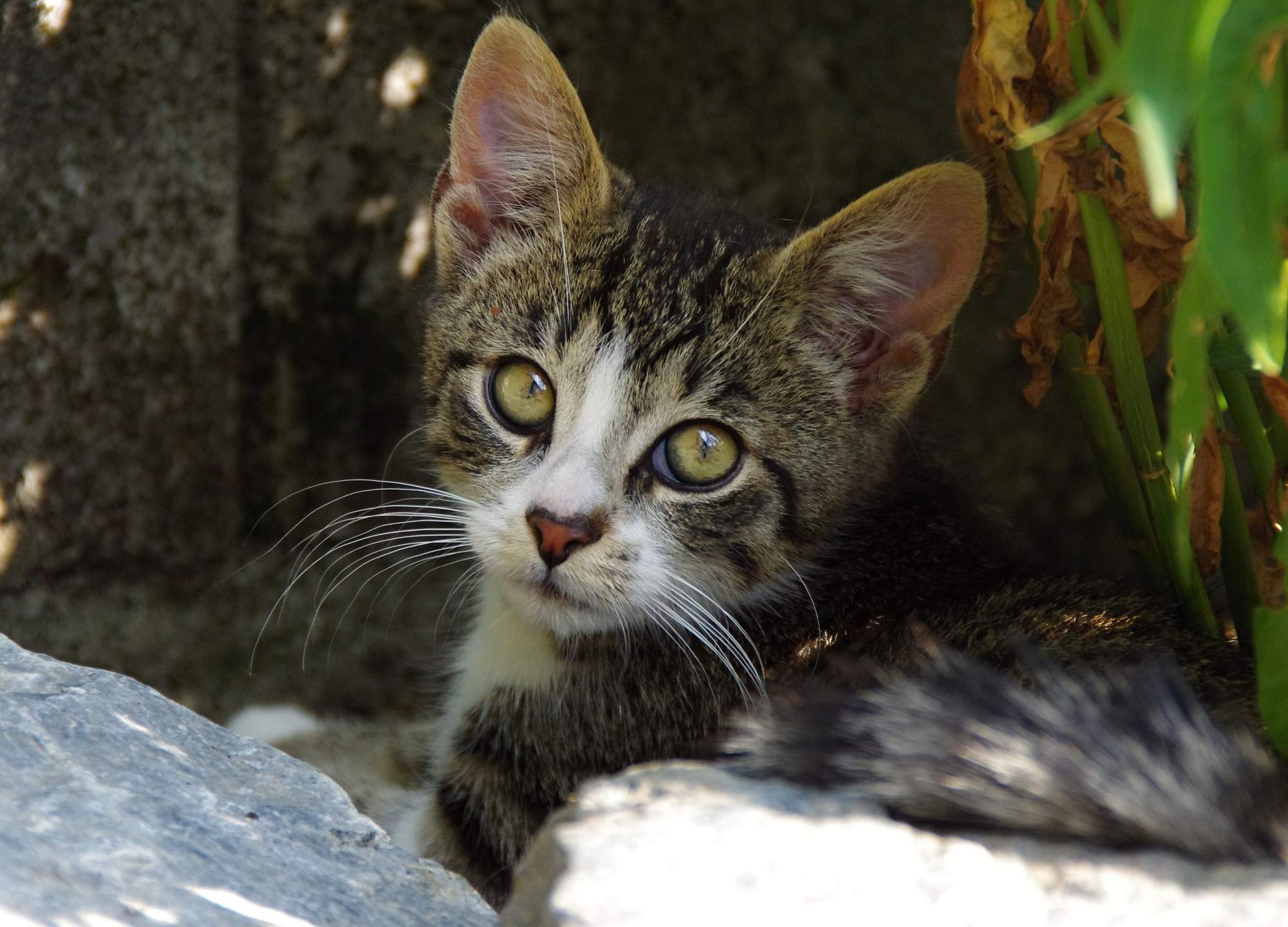 Znaczenie kotów w historii
