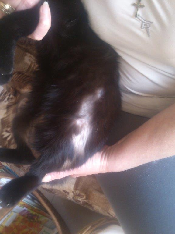 Pasożyty czy stres?