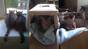 Opowieść o dwóch adoptowanych kotach