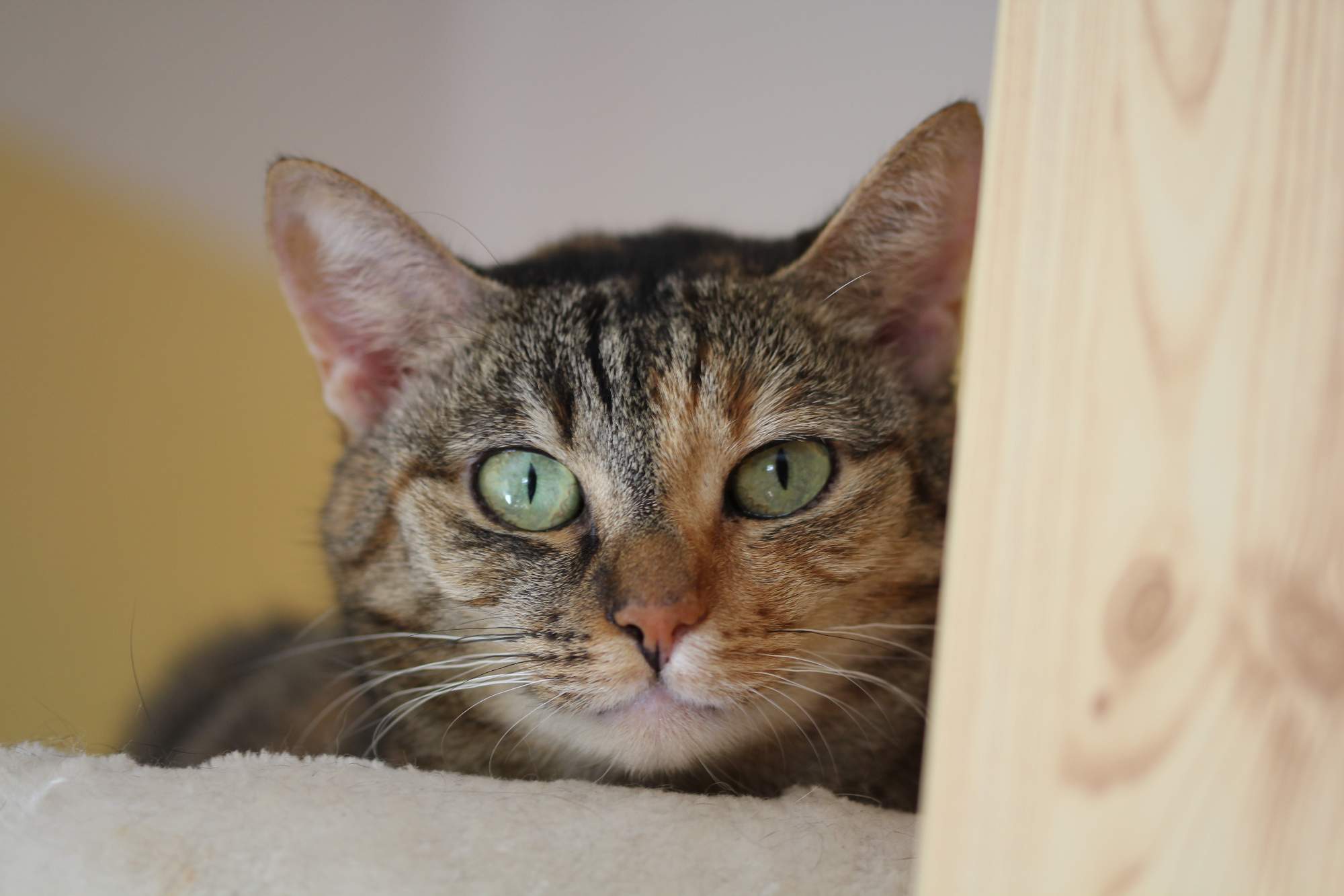 Kartkę z życzeniami kota