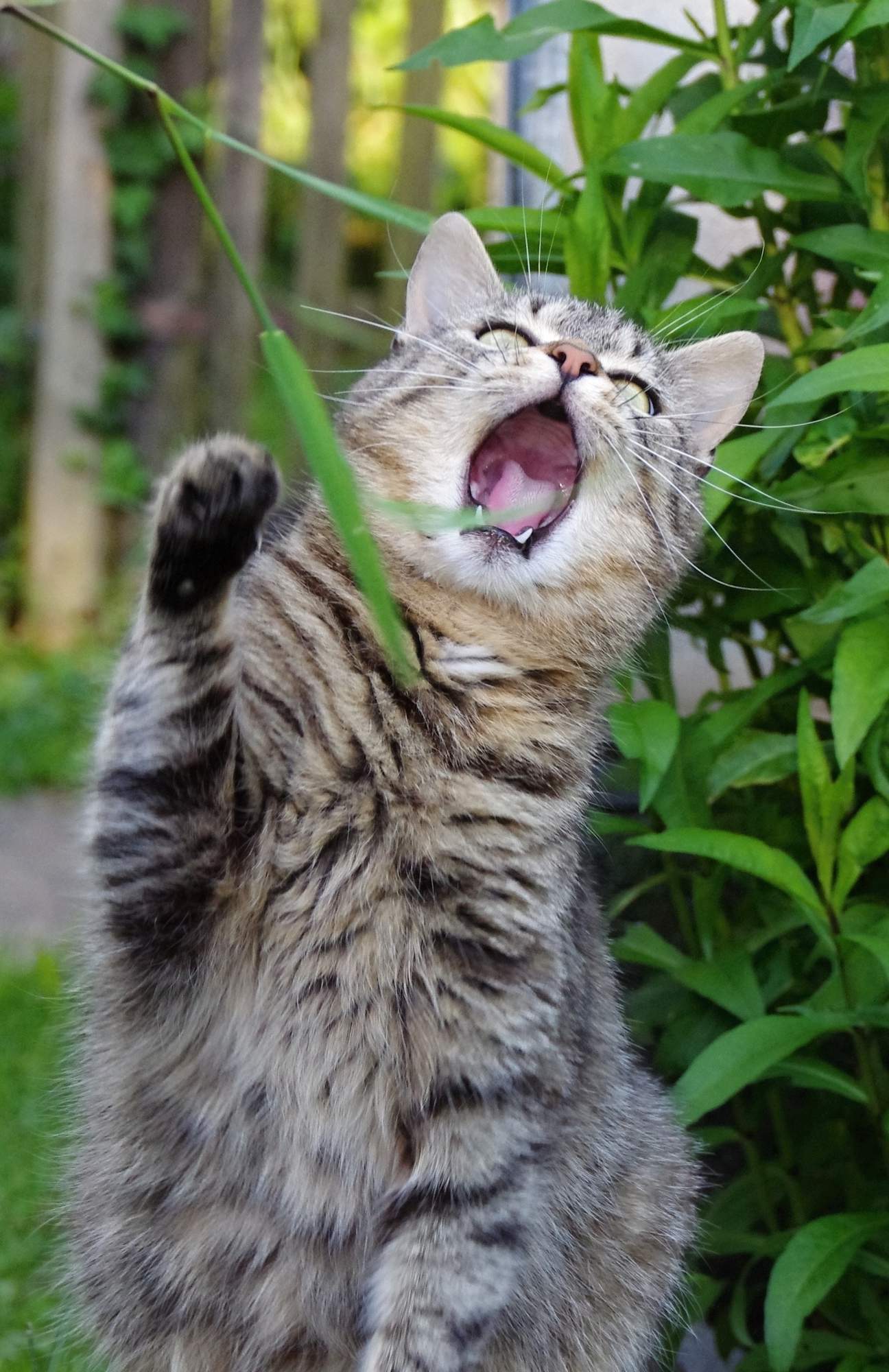 Jak było życzenie kota?