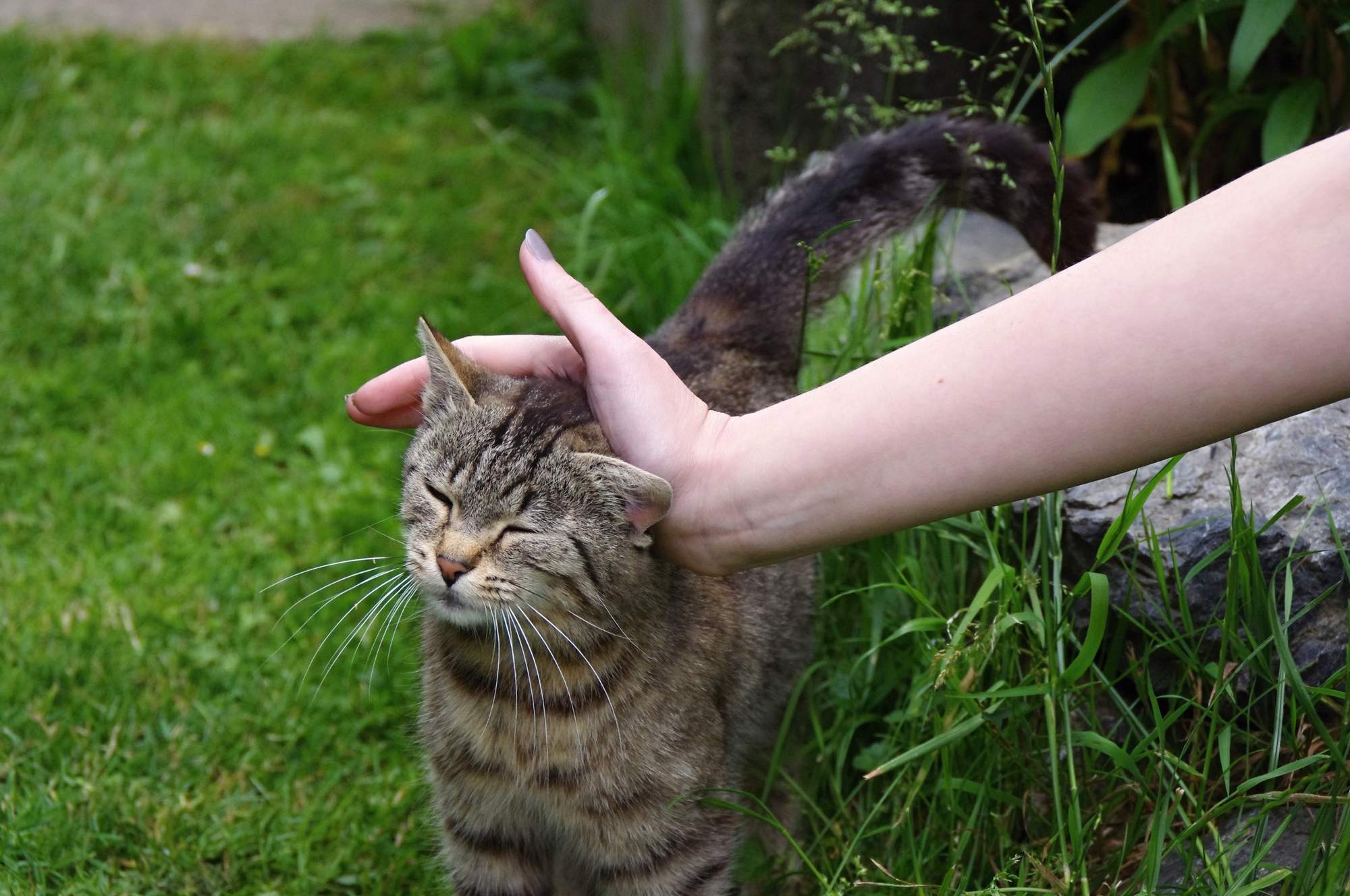 Koty odpowiednie do felinoterapii